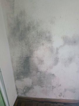 Mold Inspection and Removal