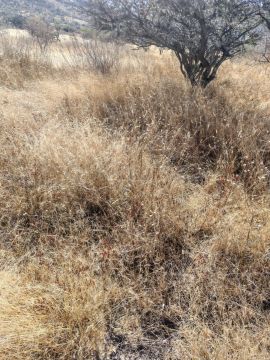 Land clearance specialist