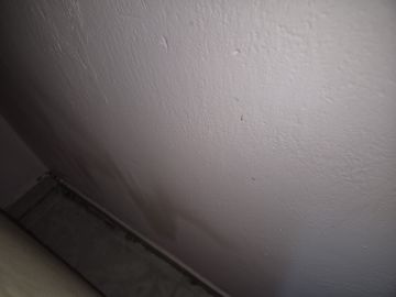 Mold Removal Expert - Domestic Services