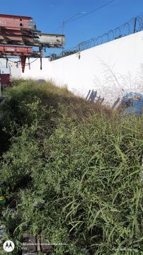  Jardinero para cortar y podar el césped