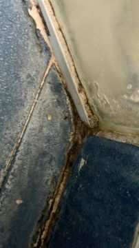 Mold Removal Expert