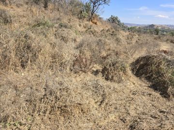 Land Clearance