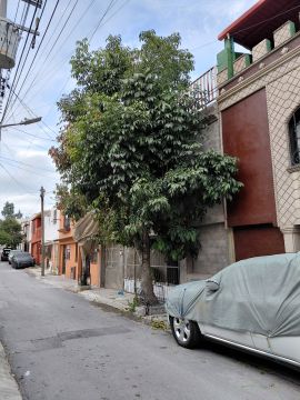 Poda y mantenimiento de árboles