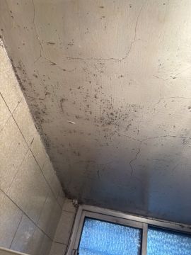 Mold Inspection and Removal