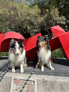 Hospedaje de perros - Hospedaje y guarderías de mascotas