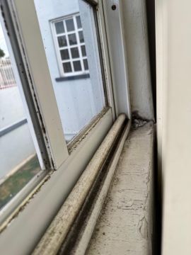 Mold Removal Expert