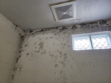 Mold Inspection and Removal - Cleaning