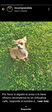 Guardería para perros