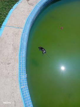 Pool Cleaner