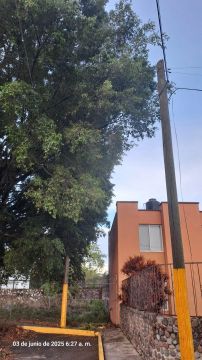 Tree Trimmer