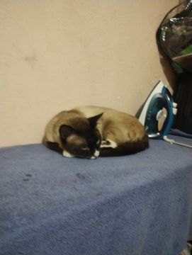 Hotel for Cats