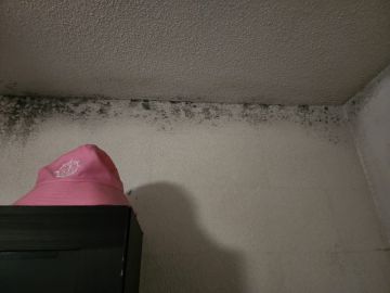Mold Inspection and Removal