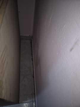 Experto en eliminación de moho