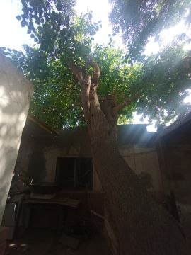 Podador