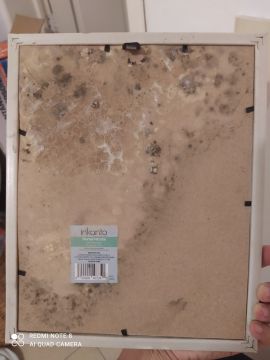Inspección y eliminación de moho