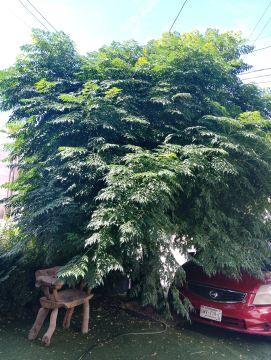 Poda y mantenimiento de árboles - Jardinería