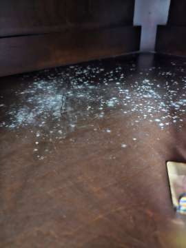 Mold Removal Expert