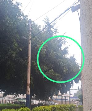 Tree Trimmer