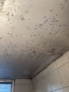Mold Removal Expert