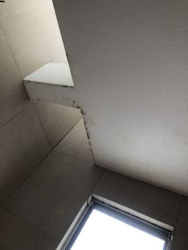 Mold Removal Expert - Domestic Services