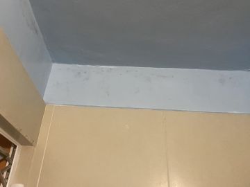 Experto en eliminación de moho