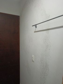 Experto en eliminación de moho