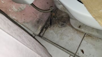 Experto en eliminación de moho