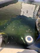 Pool Cleaner