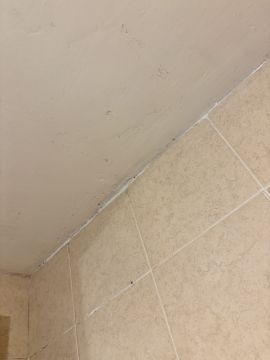 Mold Inspection and Removal