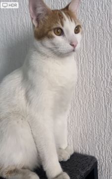 Hotel for Cats