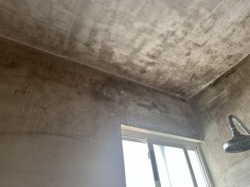 Mold Removal Expert