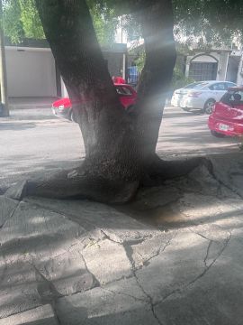 Poda y mantenimiento de árboles