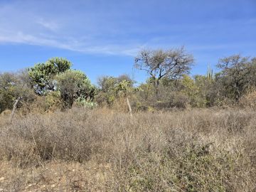 Land Clearance