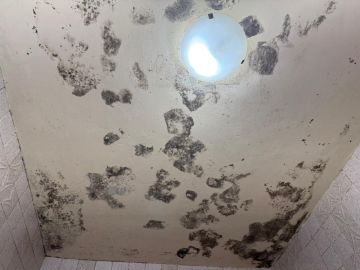 Mold Inspection and Removal