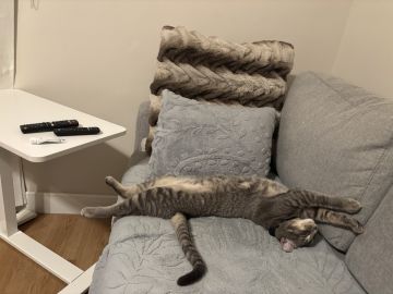 Hotel for Cats