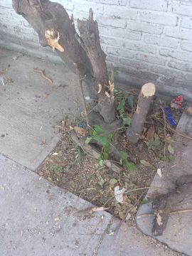 Trituración y eliminación de tocones