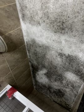 Mold Removal Expert