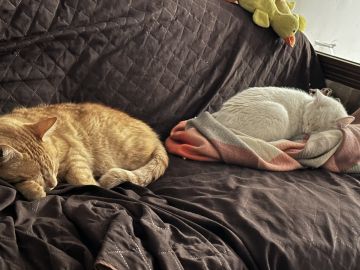 Hotel for Cats