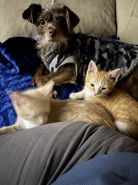 Hotel for Cats