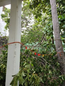 Tree Trimmer