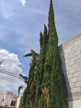 Tree Trimming and Maintenance