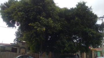 Tree Trimmer