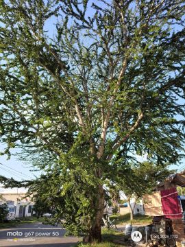 Tree Trimming and Maintenance