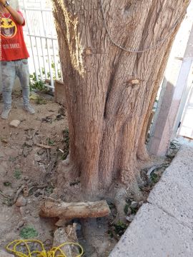Poda y mantenimiento de árboles