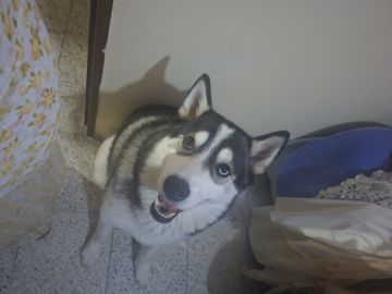 Guardería para perros