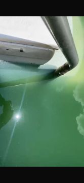 Swimming Pool Cleaning or Maintenance