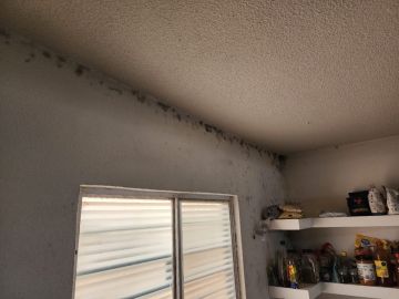 Mold Removal Expert - Domestic Services