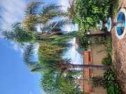 Tree Trimmer