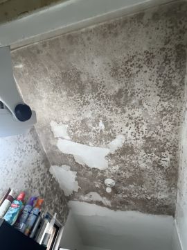 Mold Removal Expert