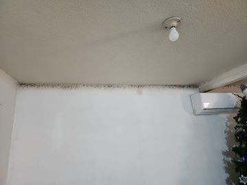 Mold Removal Expert